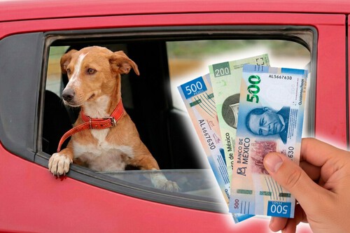Multa de hasta 2,346 pesos por viajar con perros en el auto en México: esta es la única manera de hacerlo para evitar la multa