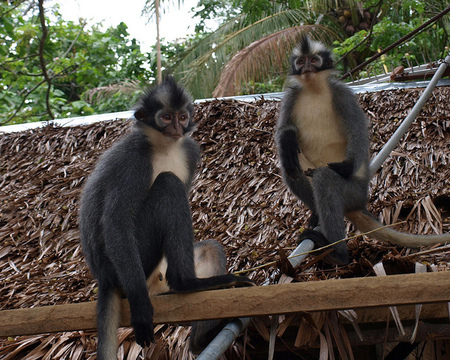 Monos en Bukit Lawang