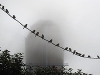 ¿Sobre qué color prefieren hacer "caca" los pájaros? 