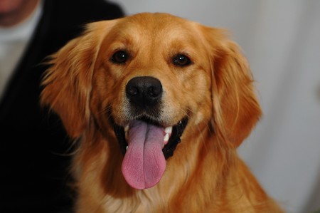 La aparición del perro moderno fue propiciada por un único evento