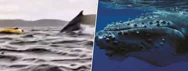 Se você for engolido por uma jubarte, como o jovem no Chile, não se preocupe; ciência diz que não há nada a temer 