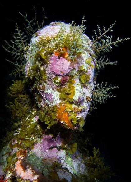 Esculturacoralina