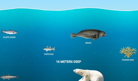 Sumérgete en los océanos con esta web de 'scroll' casi infinito que te descubre quiénes habitan las profundidades