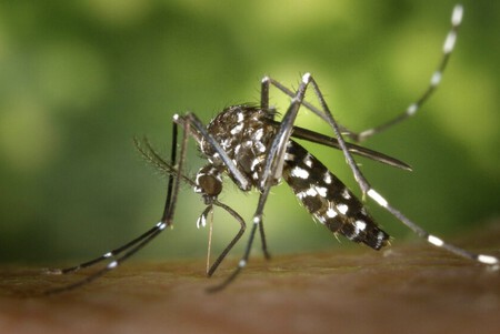 Mosquito
