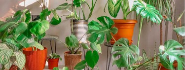 Ni cactus ni suculentas: nueve plantas resistentes que sobreviven con poca agua y siguen luciendo bien todo el año 