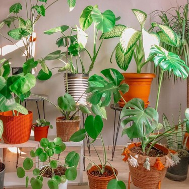 Ni cactus ni suculentas: nueve plantas resistentes que sobreviven con poca agua y siguen luciendo bien todo el año 
