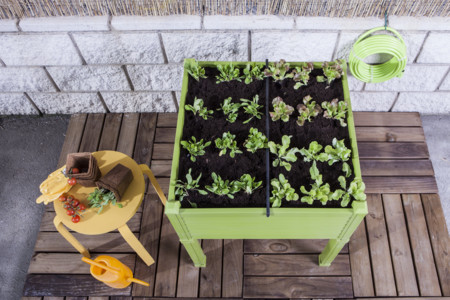 Lm Plantas3