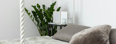 Las mejores plantas para el dormitorio que además de decorar limpian el aire mientras duermes