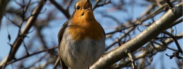 
No es casualidad: lo que realmente significa que los pájaros canten en tu jardín 