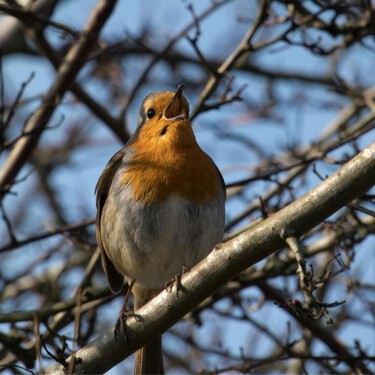 
No es casualidad: lo que realmente significa que los pájaros canten en tu jardín 