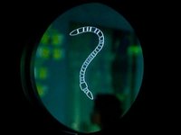 ¿Será hijo tuyo? Las pruebas de paternidad se multiplican