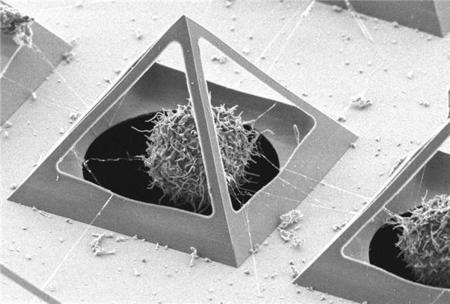 Capturando células vivas con Nano-Pirámides