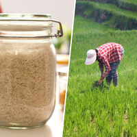 El arroz español está descubriendo que hay algo peor que las sequías y plagas: el arroz de Myanmar y Camboya