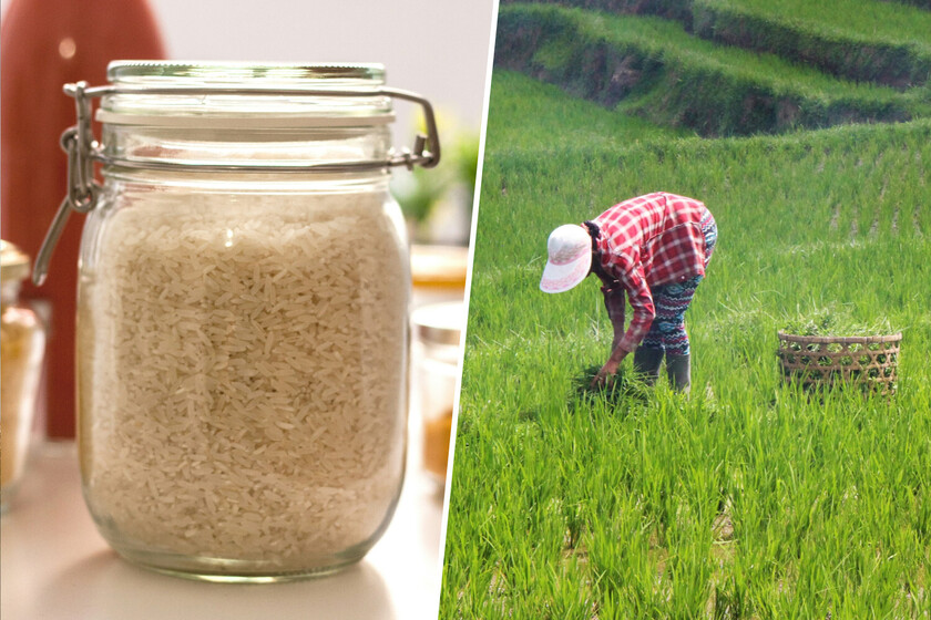 El arroz español está descubriendo que hay algo peor que las sequías y plagas: el arroz de Myanmar y Camboya