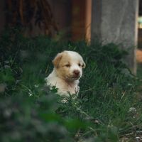 Novos estudos provam que cães foram domesticados 5 mil anos antes do que se pensava, antes de o homem inventar a agricultura 