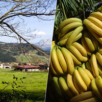 Hay una empresa vasca que está ganando una fortuna con un negocio inesperado: madurar plátanos de Canarias