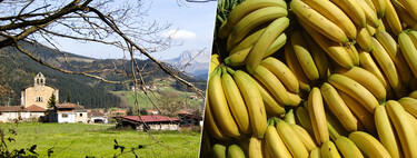 Hay una empresa vasca que está ganando una fortuna con un negocio inesperado: madurar plátanos de Canarias