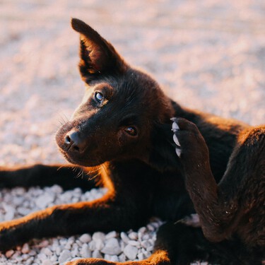 Los perros y gatos también padecen alergias, ¿sabes cómo identificarlas y tratarlas? 