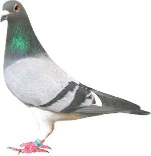 Singularidades extraordinarias de animales ordinarios (XXXVIII): la paloma