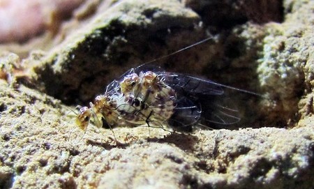 El primer ejemplo de un animal cuyos individuos presentan los genitales del sexo opuesto se encuentra en Brasil