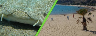 Uma praia artificial criada há 50 anos para atrair turistas acabou se tornando um santuário para tubarões em perigo 