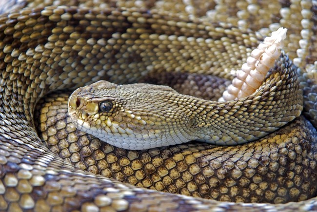 Serpiente Cascabel