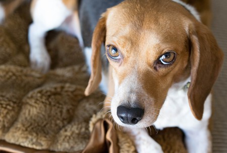 beagle-perro-tren