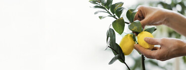 Ni a diario ni una vez por semana: así hay que ajustar el riego del limonero para conseguir limones grandes