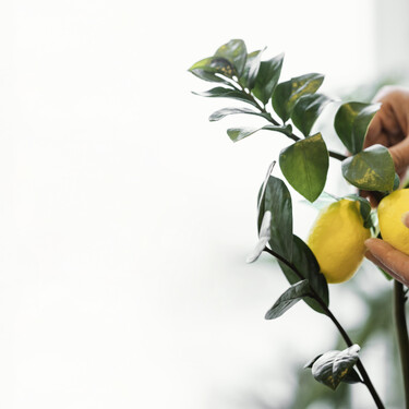 Ni a diario ni una vez por semana: así hay que ajustar el riego del limonero para conseguir limones grandes