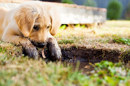 Perros Comen Heces Beber Pis Conducta