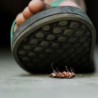 Por que você não deve pisar em baratas; nem mesmo por engano 