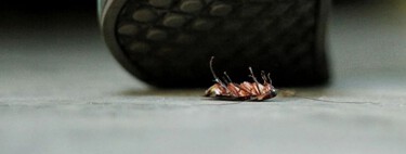 Por que você não deve pisar em baratas; nem mesmo por engano 