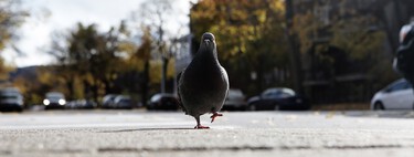"Las carreteras pertenecen a los humanos". Detienen a un taxista por atropellar a una paloma, que murió por un shock traumático 