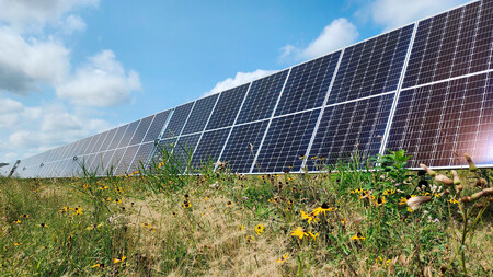 Pastoreo Solar Ovejas Paneles Solares