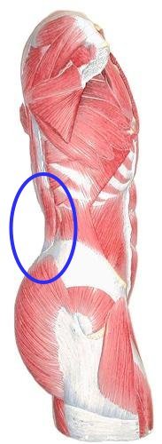 La importancia del apoyo lumbar en los ejercicios de musculación