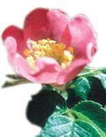 Aceite de rosa mosqueta para prevenir las estrías del embarazo y curar cicatrices del postparto