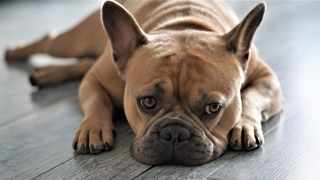 Otitis Perros