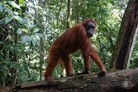 Indonesia: Naturaleza salvaje en la isla de Sumatra