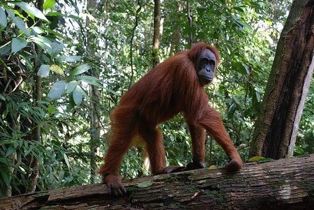Indonesia: Naturaleza salvaje en la isla de Sumatra