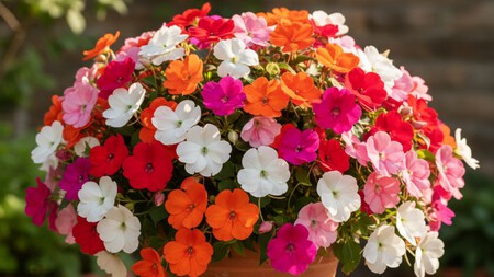 Impatiens