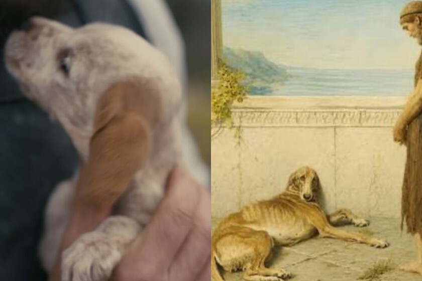 Christopher Nolan hizo 'La Odisea' por Argos: la conmovedora historia real del perro más fiel de la literatura antigua