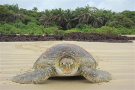 Cada vez hay más tortugas hembra debido al cambio climático