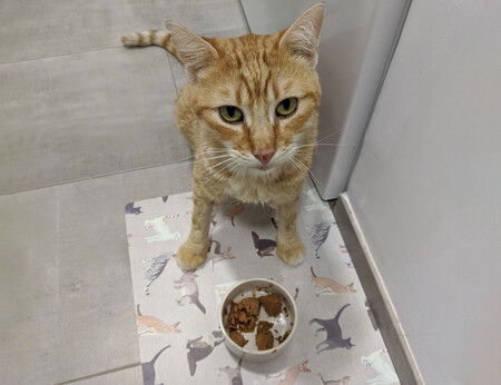Cats Food 05
