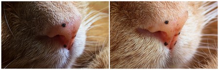 Macro Vs Tele Ampliacion