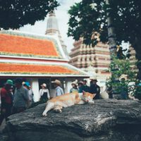Casi nunca deberías llevarte a tu gato de vacaciones. No va a disfrutar la experiencia 