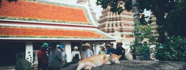 Casi nunca deberías llevarte a tu gato de vacaciones. No va a disfrutar la experiencia