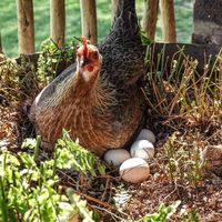 El debate del huevo o la gallina ya no es filosófico: la biología molecular acaba de cerrarlo para siempre 