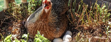 El debate del huevo o la gallina ya no es filosófico: la biología molecular acaba de cerrarlo para siempre 