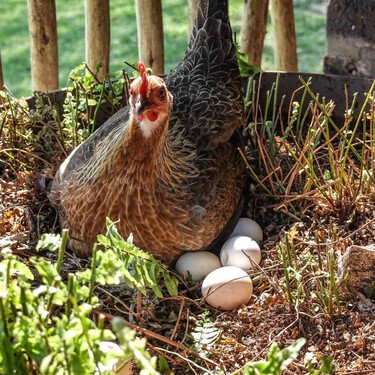 El debate del huevo o la gallina ya no es filosófico: la biología molecular acaba de cerrarlo para siempre 