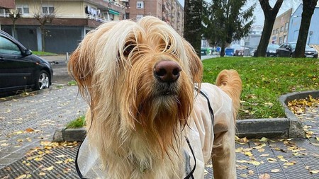Branparlante Perro Tiktok Habla Botones